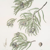 Taxodium distichum = Deciduous cypress.