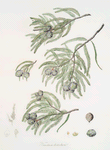Taxodium distichum = Deciduous cypress.
