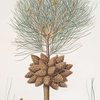 Pinus brutia = Calabrian pine.
