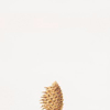 Pinus muricata = Lesser prickly-coned pine. [Bishop's pne]