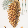 Pinus coulteri = Great-hooked pine. [Big-cone pine]