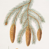 Pinus Smithiana = Himalayan spruce fir.