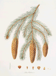 Pinus Smithiana = Himalayan spruce fir.