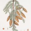 Pinus Douglasii = Trident-bracted fir.