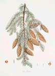 Pinus Douglasii = Trident-bracted fir.