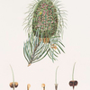 Pinus bracteata = Leaf-bracted fir.