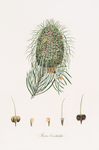 Pinus bracteata = Leaf-bracted fir.