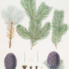 Pinus pindrow = Tooth-leaved fir.