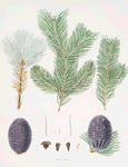 Pinus pindrow = Tooth-leaved fir.