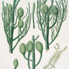 Araucaria Cunninghamii = Moreton Bay pine.