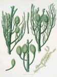 Araucaria Cunninghamii = Moreton Bay pine.