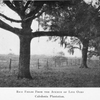 Rice fields from the Avenue of Live Oaks, Caledonia Plantation.