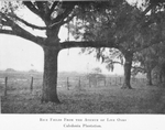 Rice fields from the Avenue of Live Oaks, Caledonia Plantation.