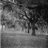 Live Oak Avenue, Caledonia Plantation.