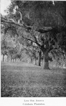 Live Oak Avenue, Caledonia Plantation.