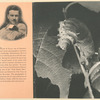 The tale of the promethea moth.