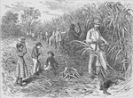 Sugar-cane plantation-- "The cane is cut down at its perfection"