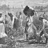 Scene on a cotton plantation
