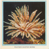 Feather Duster Worm.