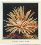 Feather Duster Worm.