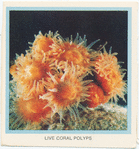 Live Coral Polyps.