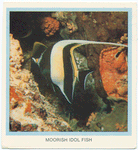 Moorish Idol Fish.
