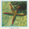 Common Starfish.