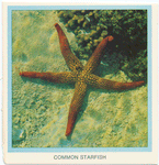 Common Starfish.