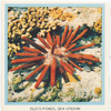 Slate-Pencil Sea Urchin.