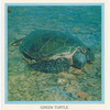 Green Turtle.