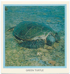 Green Turtle.
