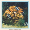Banded Humbug Fish.
