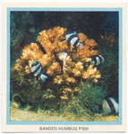Banded Humbug Fish.