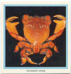 Spanner Crab.