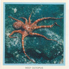 Reef Octopus.