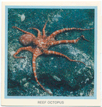 Reef Octopus.