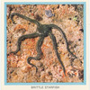 Brittle Starfish.