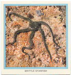 Brittle Starfish.
