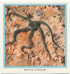 Brittle Starfish.