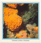 Orange Coral Feeding.