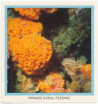 Orange Coral Feeding.