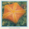 Pincushion Starfish.