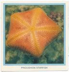 Pincushion Starfish.