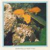 Demoiselle Reef Fish.