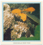 Demoiselle Reef Fish.