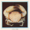 Coral Crab.