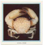 Coral Crab.