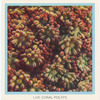 Live Coral Polyps.