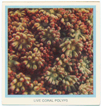 Live Coral Polyps.