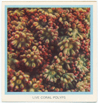 Live Coral Polyps.